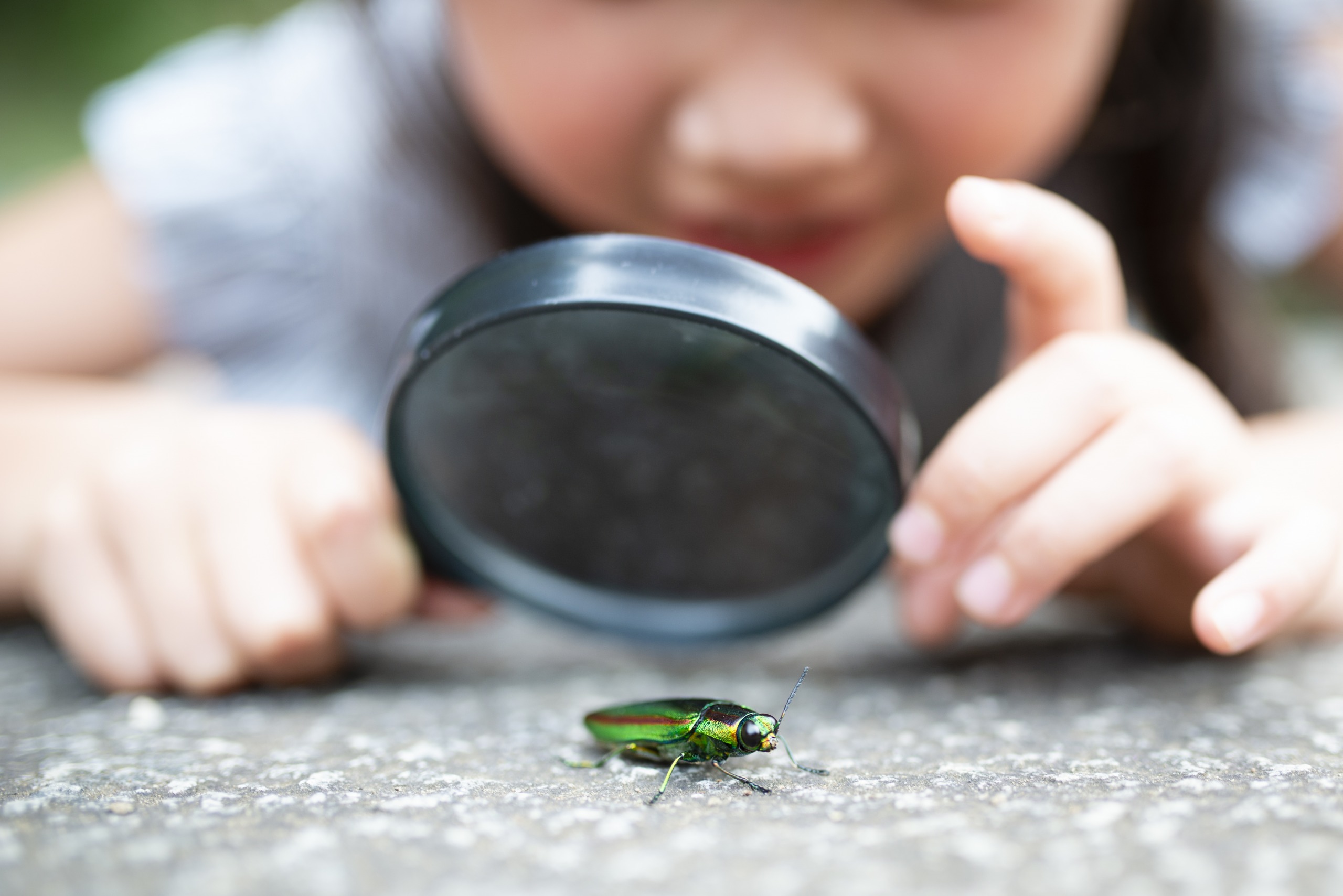 Bugtastic Adventure Camp